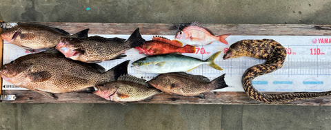 田子で釣れた魚