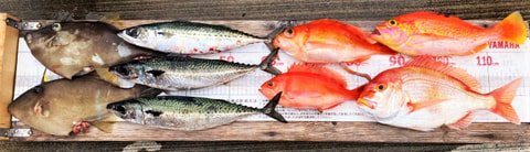 相の瀬で釣れた魚