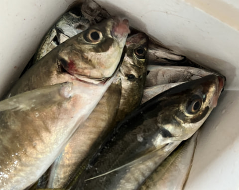 大瀬崎で釣れた魚