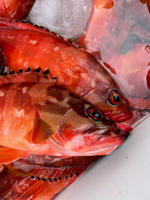 土肥で釣れた魚