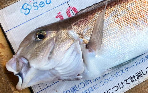 淡島沖で釣れた魚