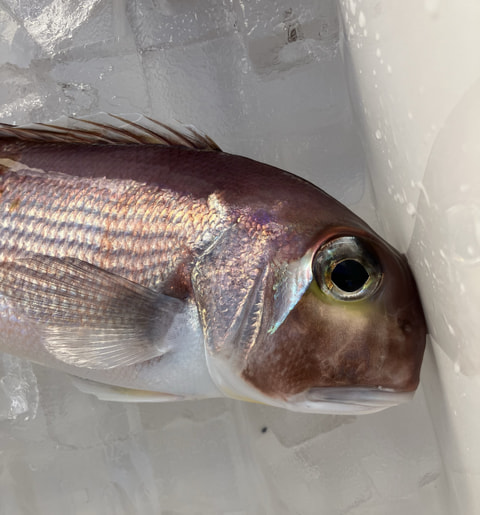 戸田、淡島で釣れた魚