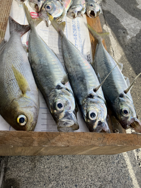 淡島で釣れた魚