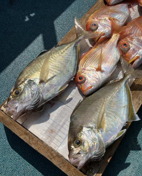 松崎で釣れた魚