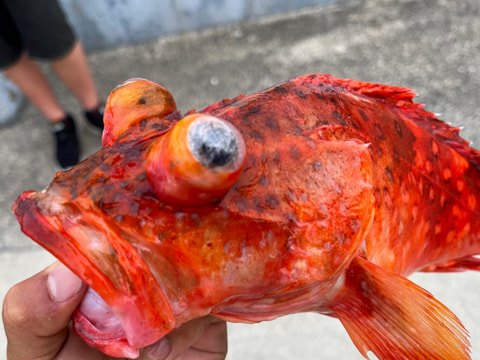 原で釣れた魚