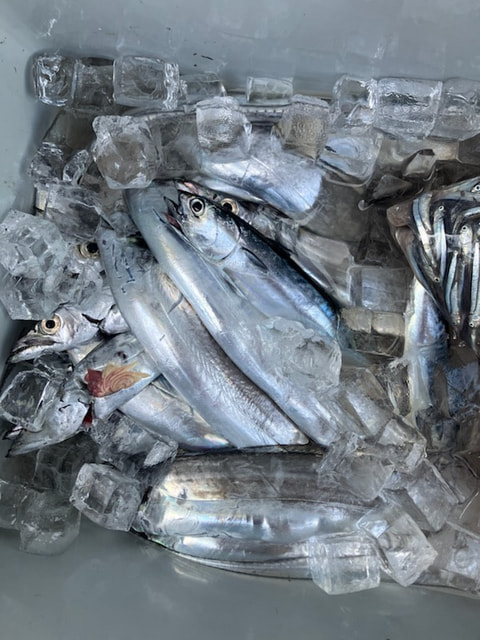 今沢海岸沖で釣れた魚