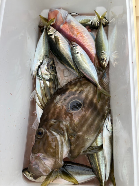 沼津沖で釣れた魚