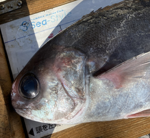 沼津沖で釣れた魚