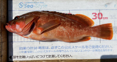 井田で釣れた魚