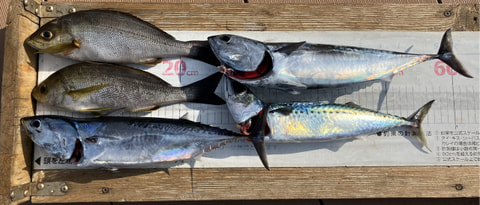 戸田、ワラサ根で釣れた魚