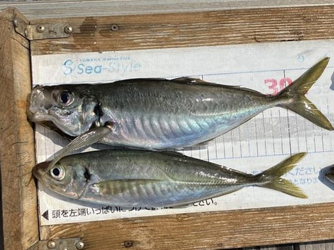 ワラサ根で釣れた魚