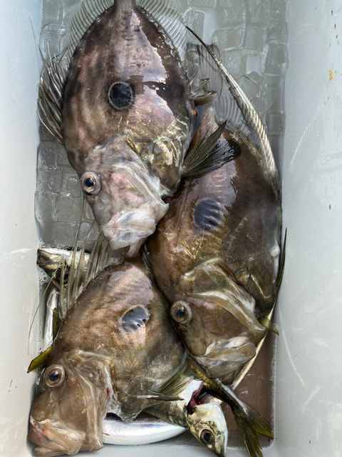 沼津沖で釣れた魚