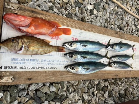 大瀬崎で釣れた魚