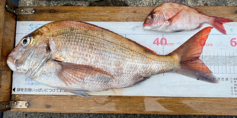 釣れた魚