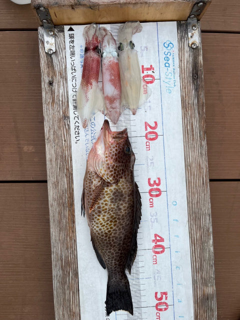 湾内で釣れた魚