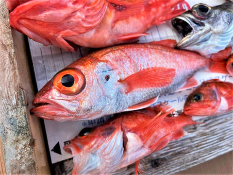 中深海で釣れた魚