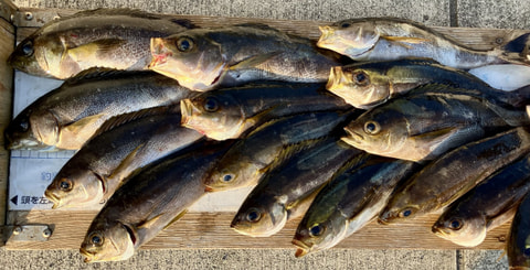 神子元で釣れた魚
