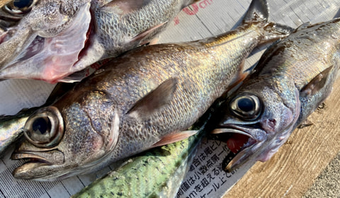 釣れた魚