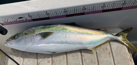 沼津港沖、御用邸沖で釣れた魚