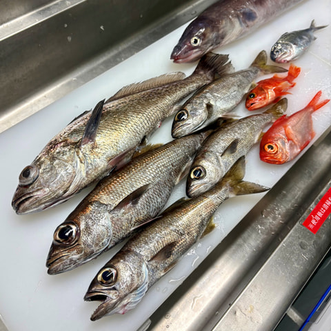 大瀬崎沖で釣れた魚