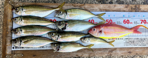淡島沖で釣れた魚