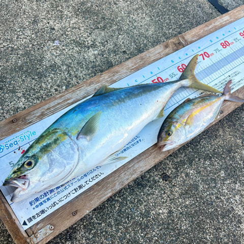 大瀬崎沖で釣れた魚