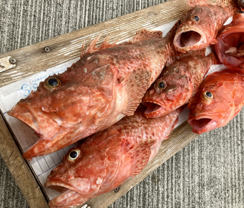 釣れた魚