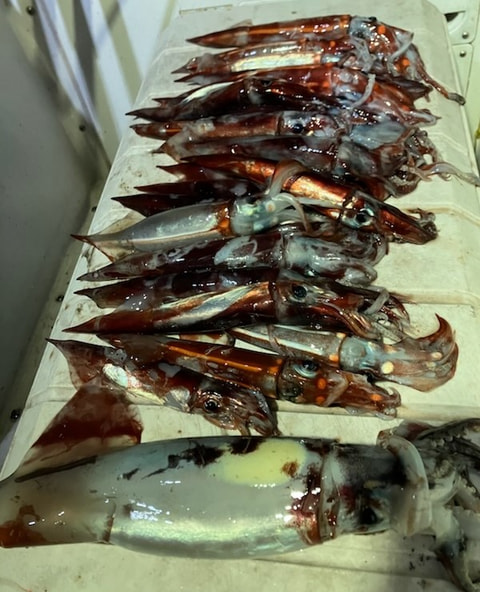 今沢沖で釣れた魚