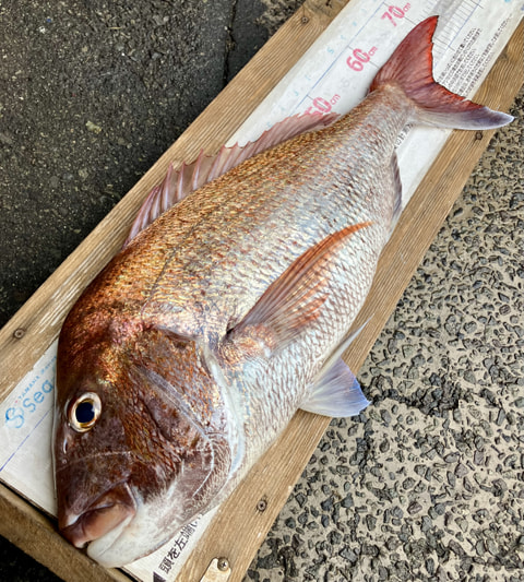 大瀬崎沖で釣れた魚