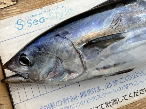 石花海で釣れた魚