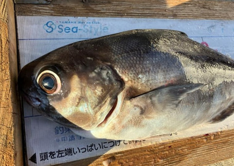 釣れた魚