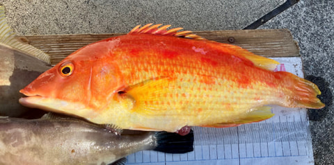 石花海で釣れた魚