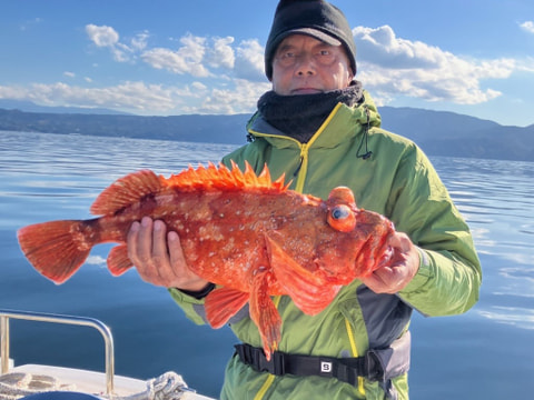 沼津港沖で釣れた魚