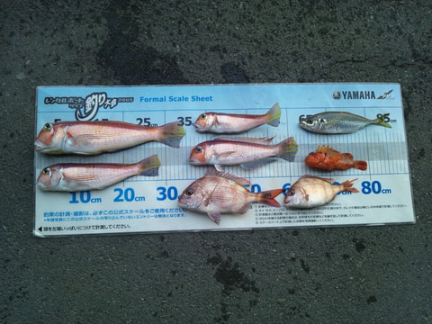 淡島沖で釣れた魚