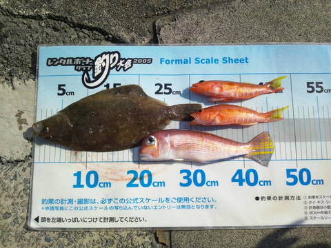 淡島周辺で釣れた魚