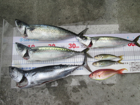 ワラサ根で釣れた魚