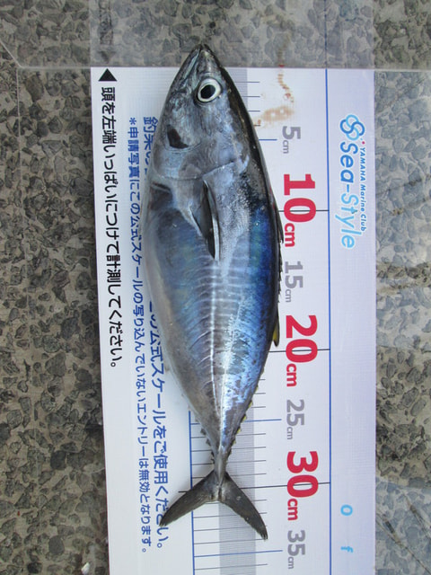 西浦沖で釣れた魚