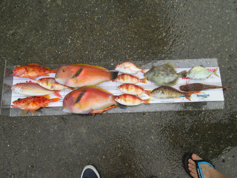 戸田沖で釣れた魚