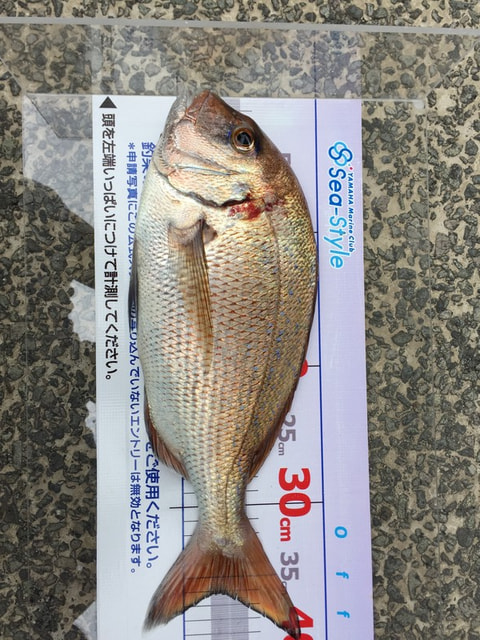 淡島東側で釣れた魚