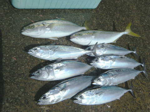 志下沖で釣れた魚