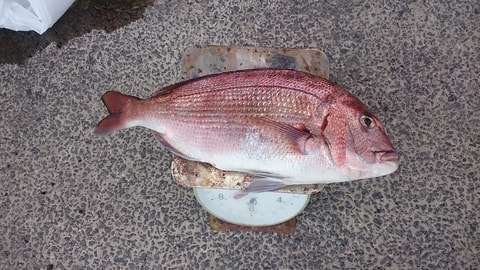 西浦沖で釣れた魚