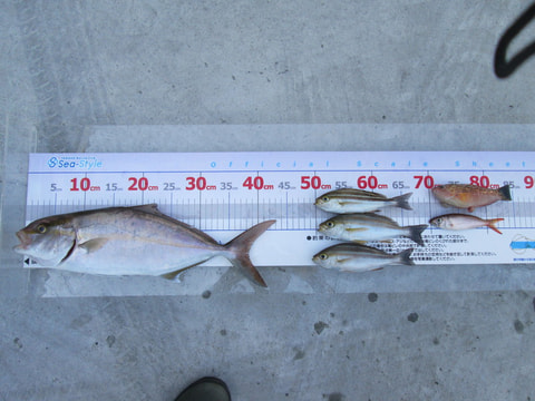 ワラサ根で釣れた魚