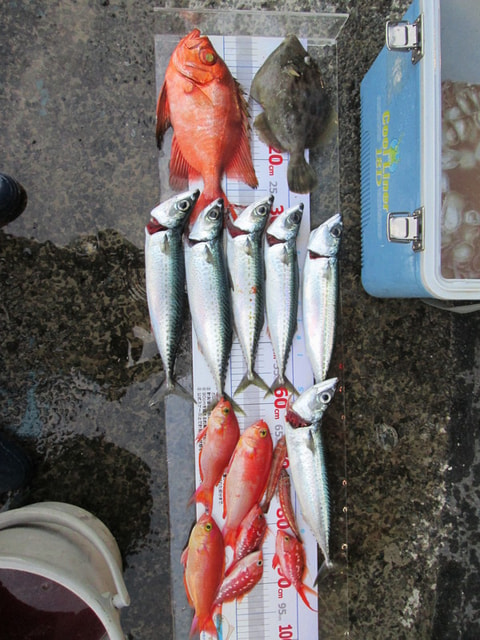 淡島～淡島沖で釣れた魚