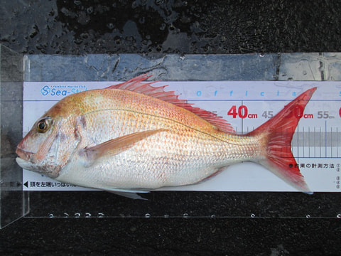 湾内で釣れた魚