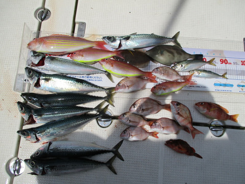 沼津港沖で釣れた魚