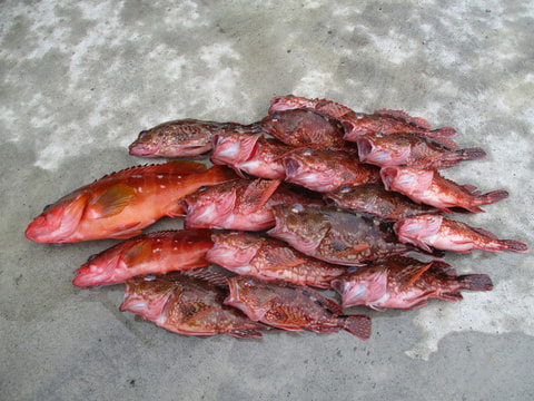 その他で釣れた魚