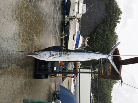 イカ場で釣れた魚