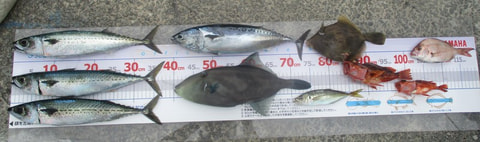 ワラサ根で釣れた魚