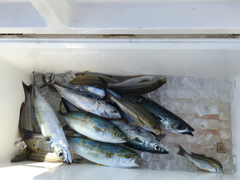 久料で釣れた魚