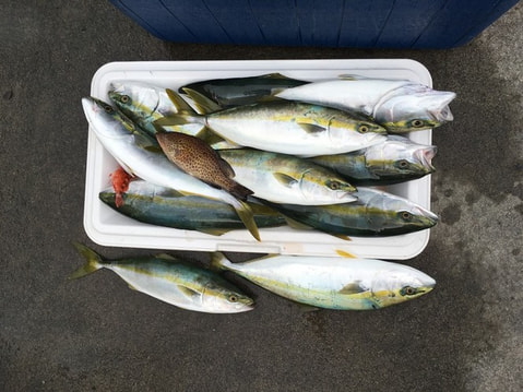 ワラサ根で釣れた魚